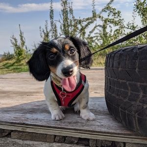 Meet your Posher, Dan